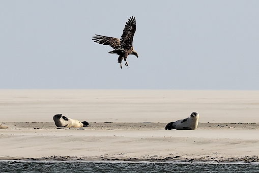 Svampejagt i Rold Skov